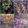 collage spring