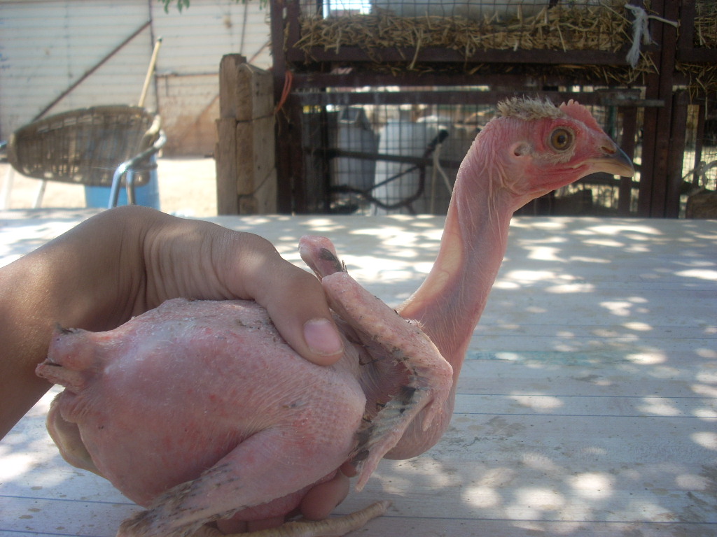 Teh featherless chicken