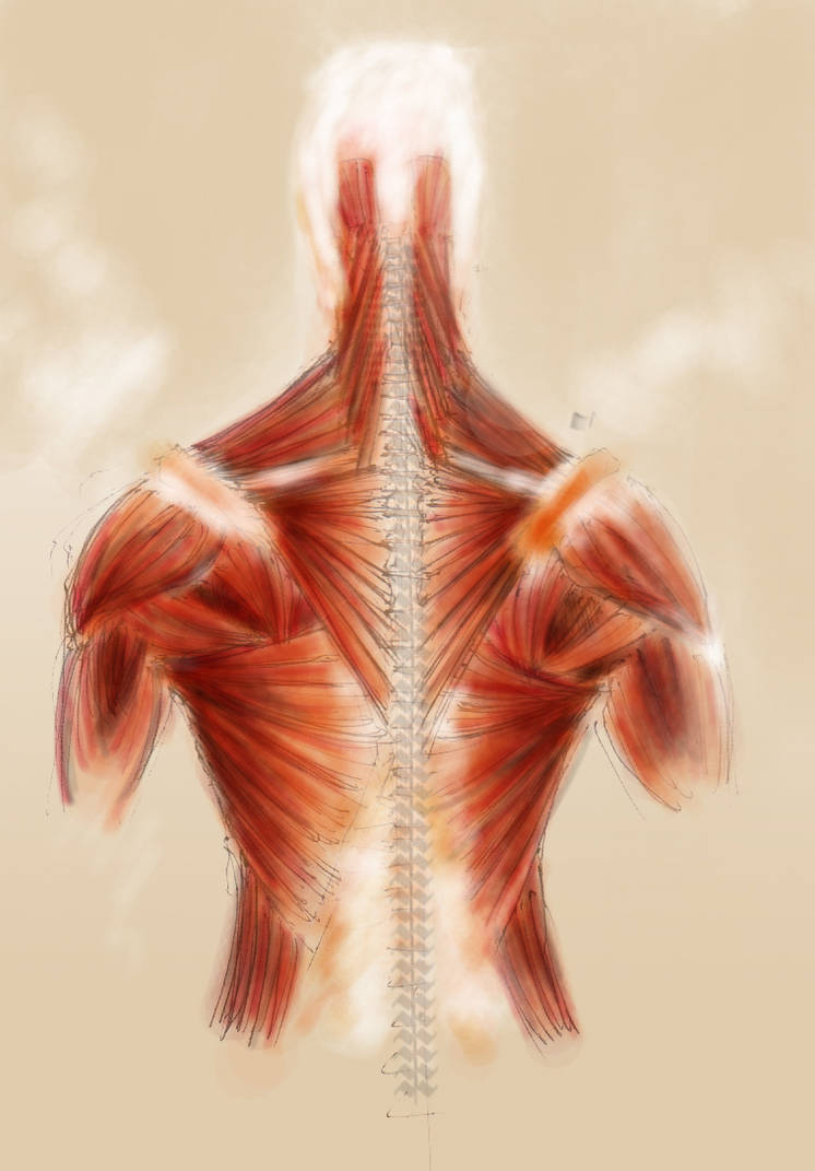 Die Backside anatomy backside by concho on DeviantArt