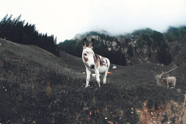 swiss donkey