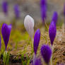 Brandusa (Crocus vernus)