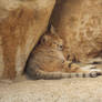 Snoozy Sand Cat