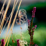 autumn weeds III