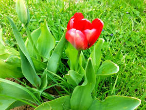 Red Tulip