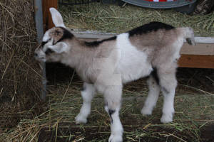 Goat naming 1 pic 2