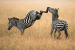 Must Be Married... by JustinBowen