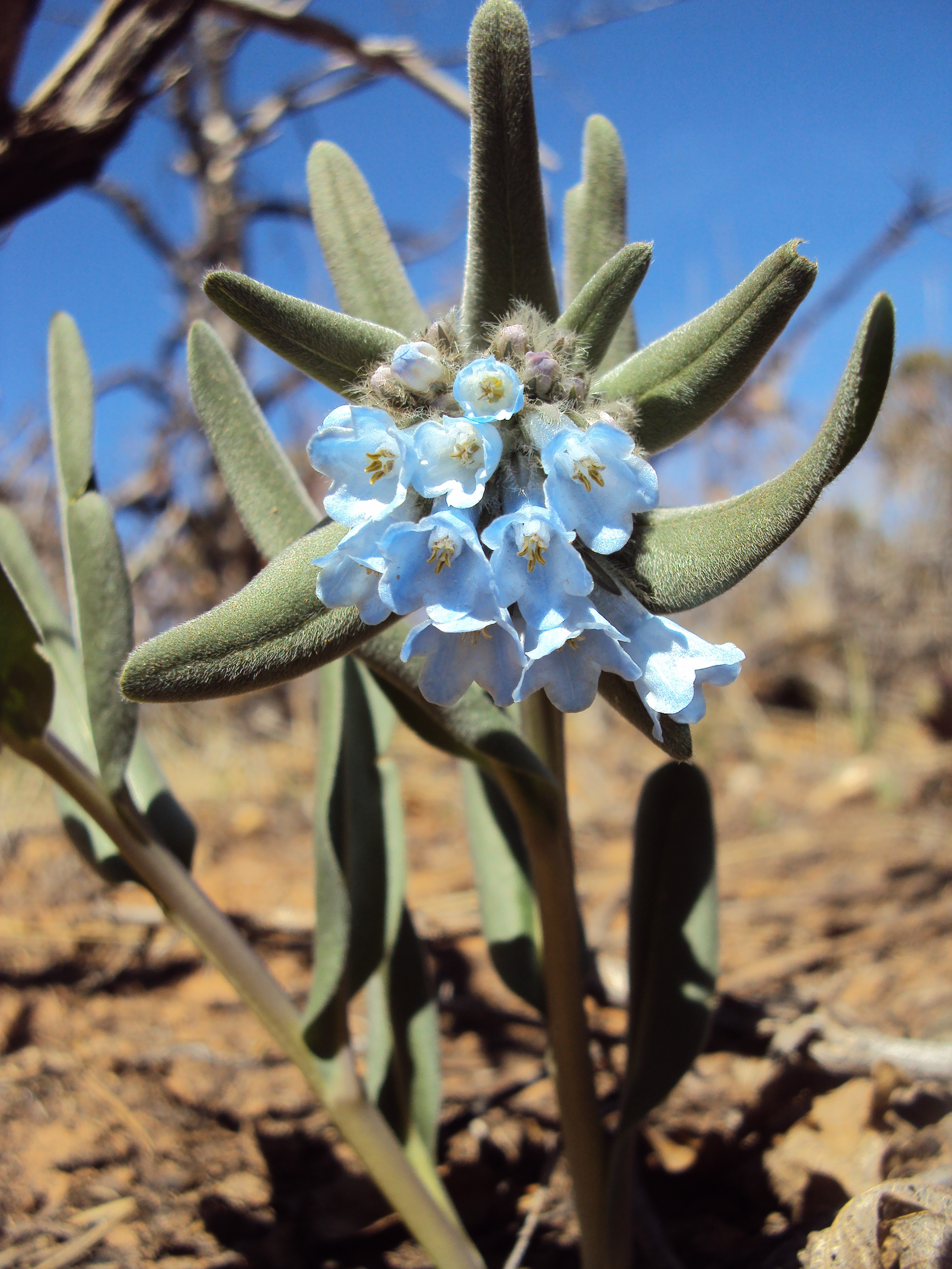 BlueBell