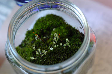 Moss in a jar 2