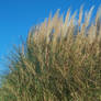 Grass and Sky