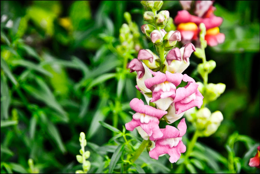 Flower Power IV