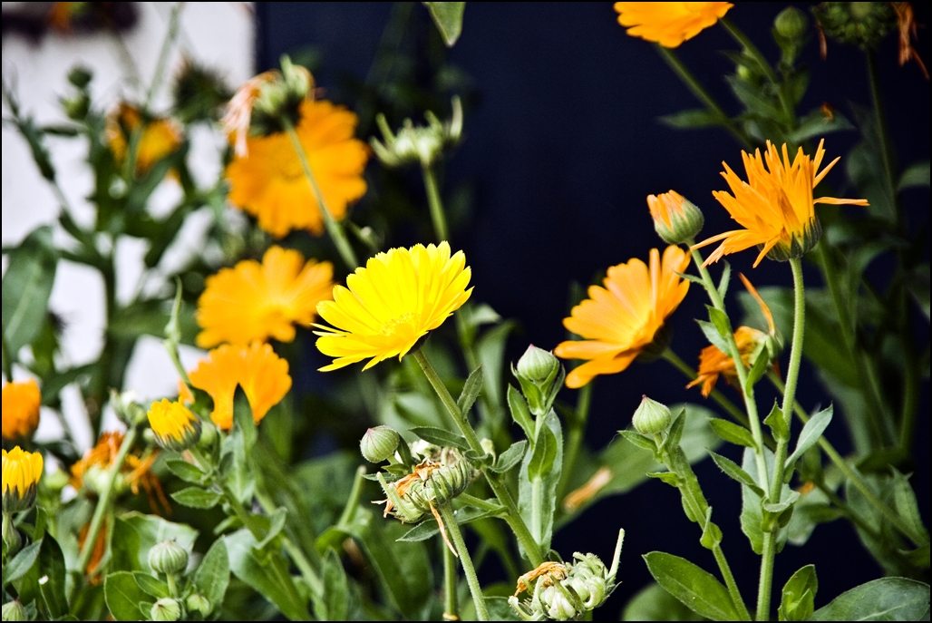 Flower Power VII