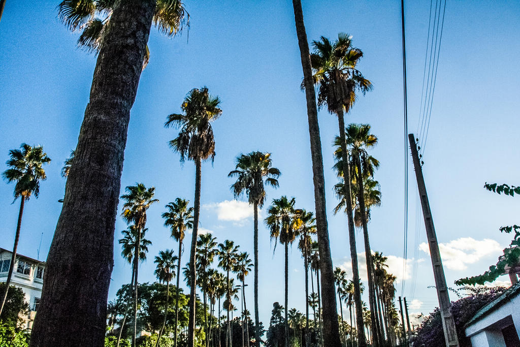 Palms