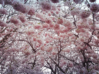 spring blossoms