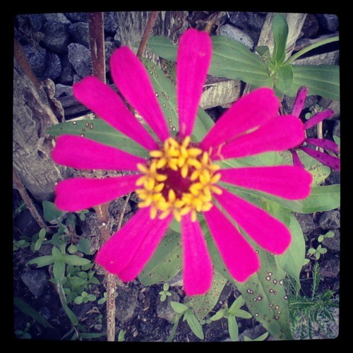 pink flower