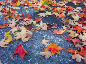 Fallen Leaves