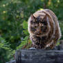 This is my cat