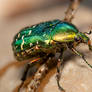 A couple of bugs