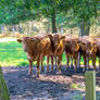 What you want...moooo?