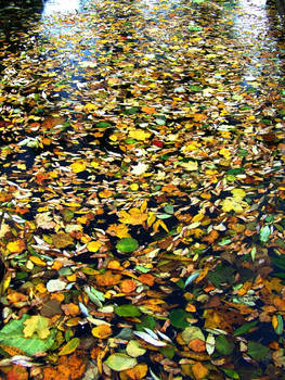 river from leaves .