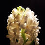 Hyacinth 3