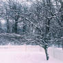 Snow on a Tree