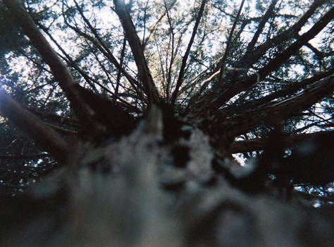 Side view of Tree Trunk