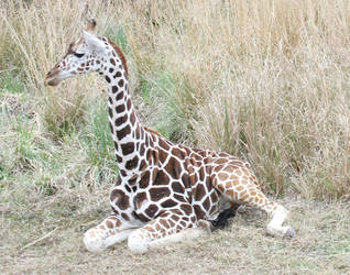 Giraffe 1