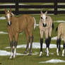 Christmas Foals