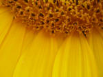 sunflower3 by Rebutia