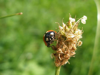 Ladybird