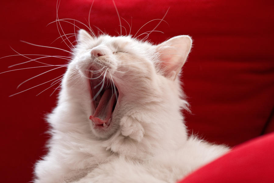 Now _that's_ a yawn...