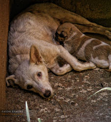 Motherly love