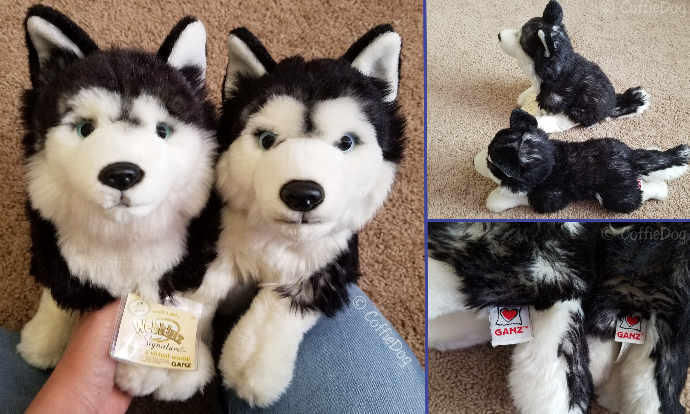 Webkinz Signature Husky and Ganz Classics Husky by CoffieDog on