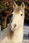 Prince of Beauty by Cycia