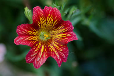 Salpiglossis, Painted Tongue