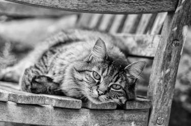 Rocking Chair Cat