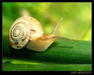 snail444