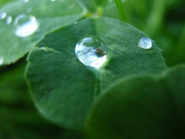 raindrop