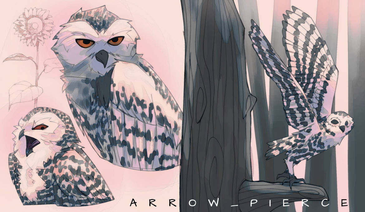 Owl Studies by ArrowArchives on DeviantArt