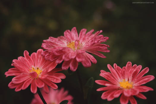 Pink Flowers