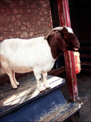 Goat on a table. AGAIN