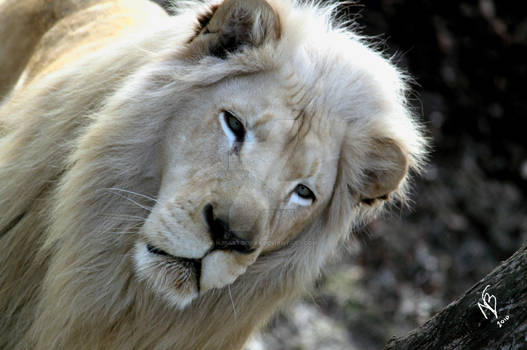 White Lion