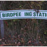 Bird Peeing Station