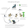 MLP - Changeling Life Cycle