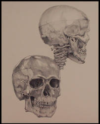 Anatomy : the human skull