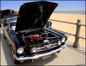 Mustang on the Beach