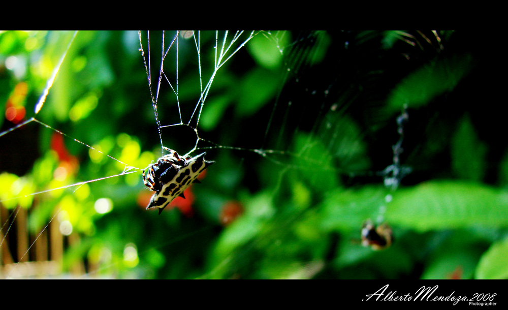 Spider II