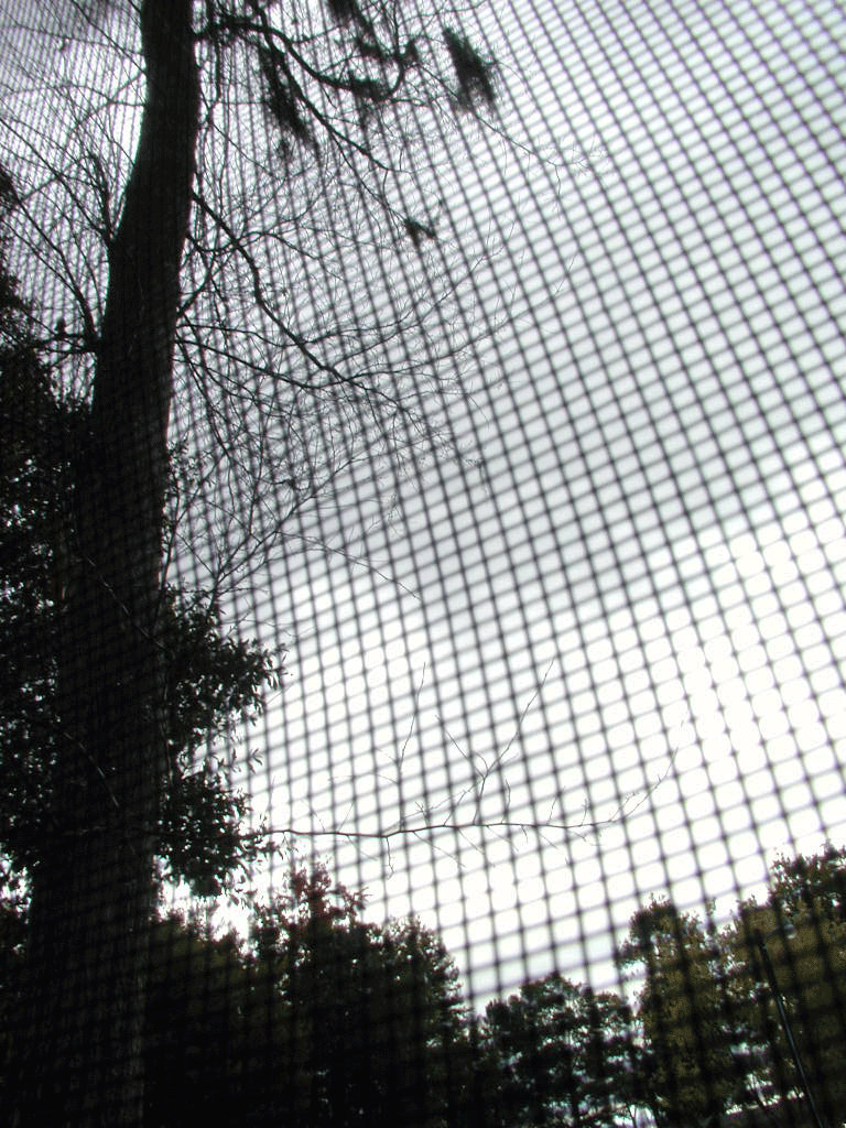 Tree Screen by radioheadkid on DeviantArt