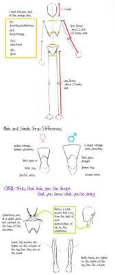 Body Drawing Tutorial