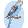 Blue Budgie